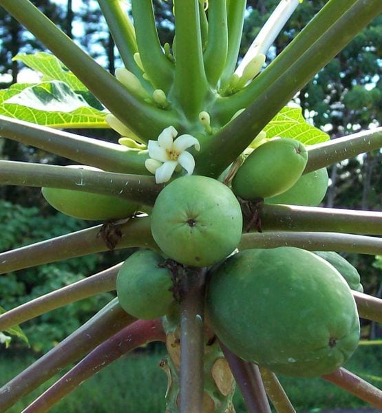 Papaya Letting Go Flower Essence