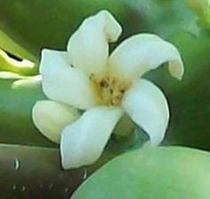 Papaya Letting Go Flower Essence
