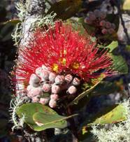 LEHUA — FEEL - Image One