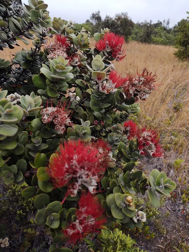 Level 1&2 Experience: Connecting to Nature in Hawaii Nov 19-21, 2025