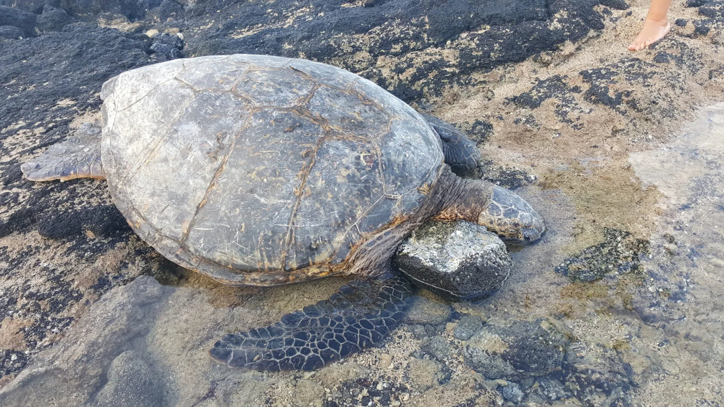 Level 1&2 Experience: Connecting to Nature in Hawaii Nov 19-21, 2025