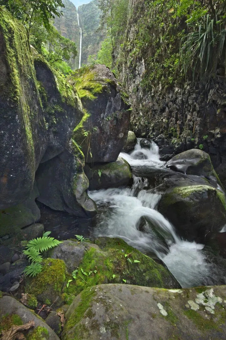 Level 1&2 Experience: Connecting to Nature in Hawaii Nov 19-21, 2025