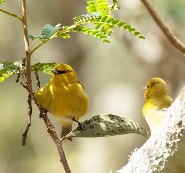 Level 1&2 EXPERIENCE Connecting to Nature in Hawaii May 2025