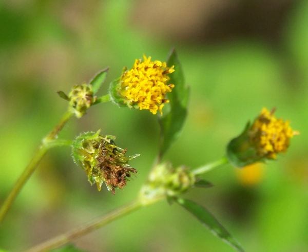 Kinehe Flower Essence for New Beginnings