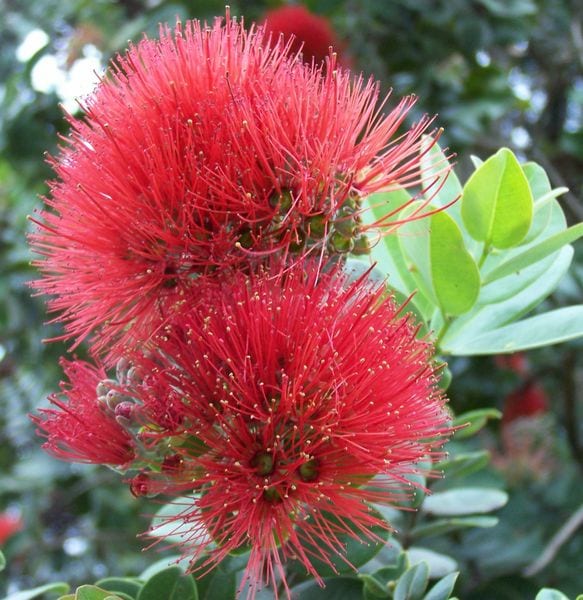 Lehua Feel Flower Essence