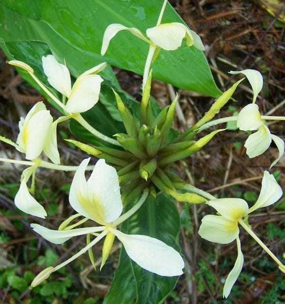 Yellow Ginger Relax Flower Essence
