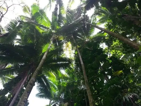 Level 1&2 EXPERIENCE Connecting to Nature in Hawaii May 2025