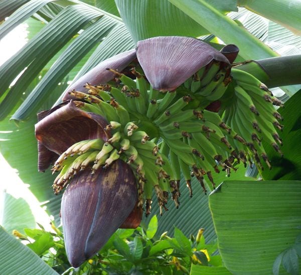 Banana Flower Essence -Take Action