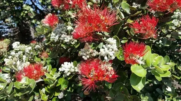 Hawaiian Flower Essence Practitioner Course: October 2025