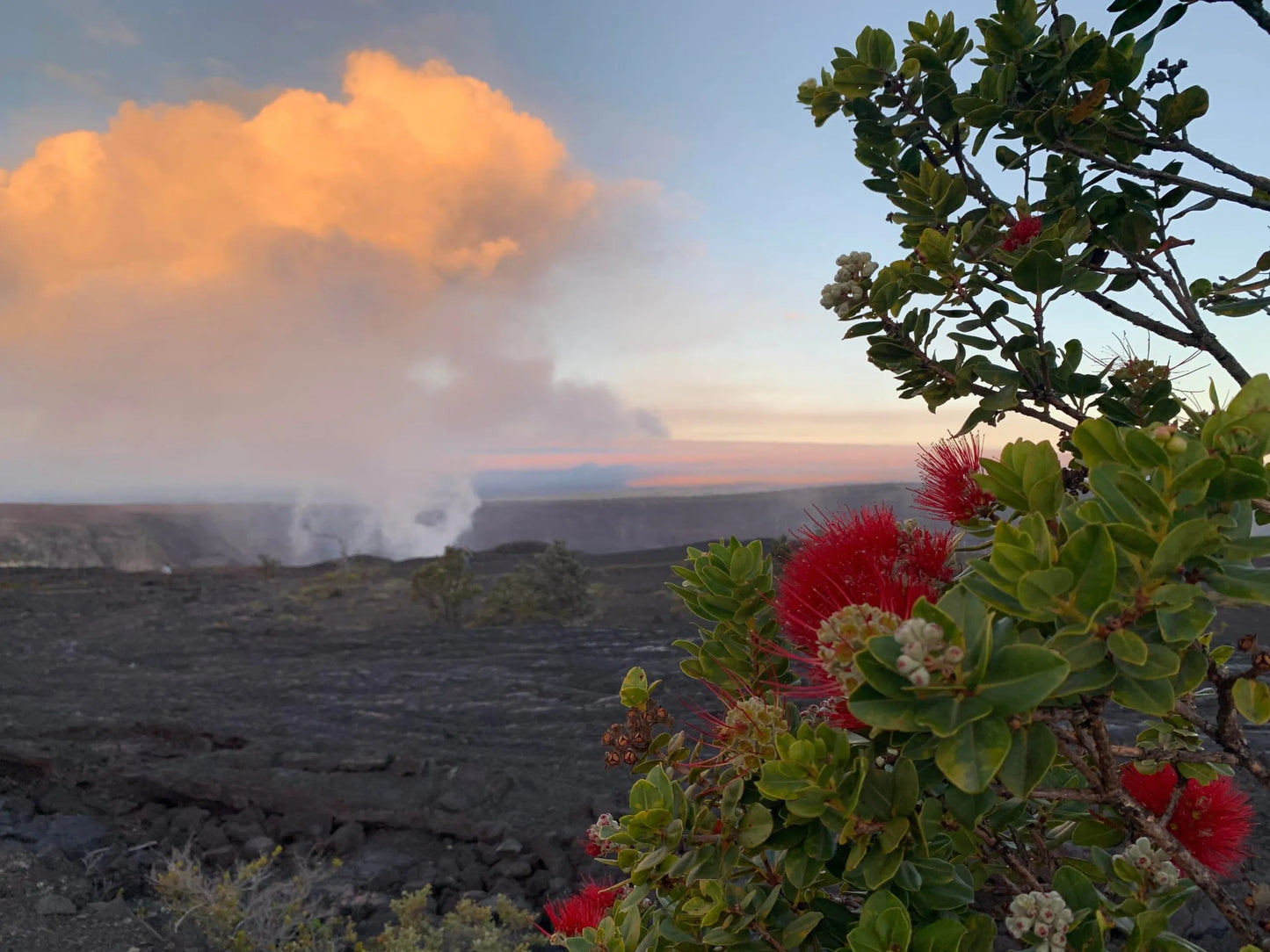 Goal Setting with Flower Essences January 17th Hawai’i, 1/18 in Japan on Zoom