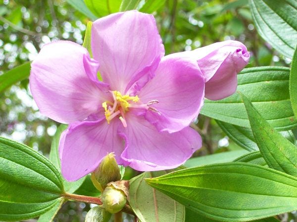 Natural Bliss Rejuvenate Flower Essences