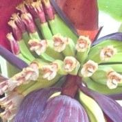 Banana Flower Essence -Take Action